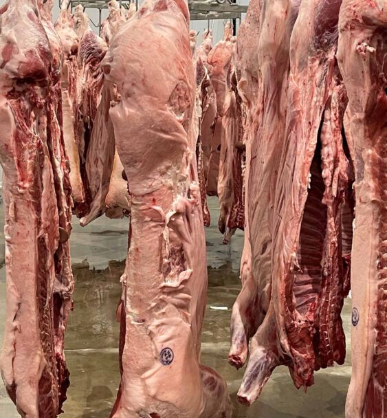 Hog Carcass Custom Hog Processing in Brookville, PA