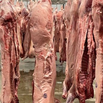 hog-carcass-opti-551x734x0x0x540x734x1748418418