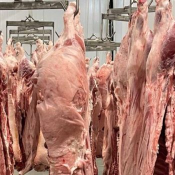 hog-carcass-opti-563x751x0x0x563x420x1748418418